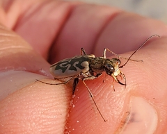 Ellipsoptera blanda