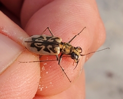 Ellipsoptera blanda