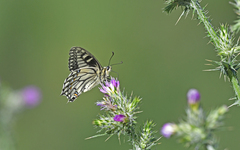 Papilio hospiton