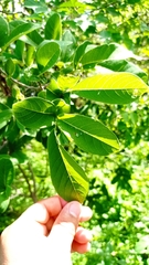 Annona macroprophyllata