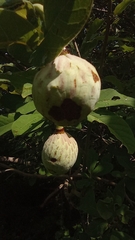 Annona macroprophyllata
