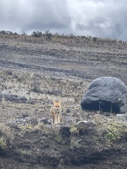 Lycalopex culpaeus andinus