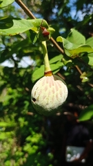 Annona macroprophyllata