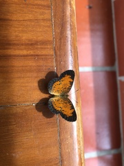 Mazia amazonica