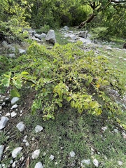 Jatropha websteri