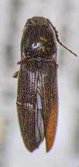 Melanotus americanus