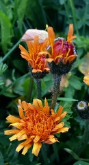 Crepis aurea