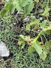 Jatropha websteri