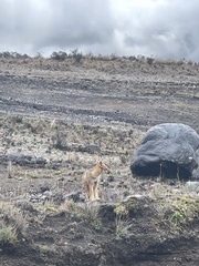 Lycalopex culpaeus andinus