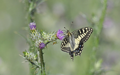 Papilio hospiton