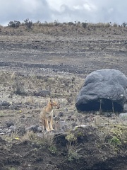 Lycalopex culpaeus andinus