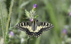 Papilio hospiton