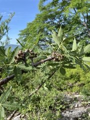 Bursera lancifolia