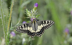 Papilio hospiton