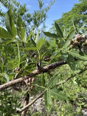 Bursera lancifolia