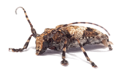 Aegomorphus jaspideus