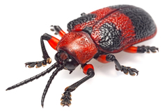 Coraliomela aeneoplagiata