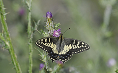 Papilio hospiton