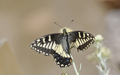 Papilio hospiton