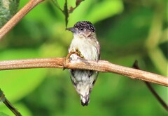 Picumnus granadensis