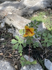 Cochlospermum wrightii