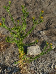 Grindelia adenodonta