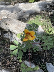 Cochlospermum wrightii