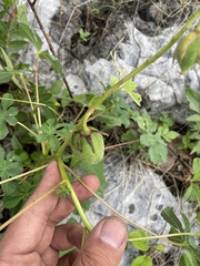 Cochlospermum wrightii