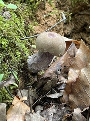 Tylopilus plumbeoviolaceus
