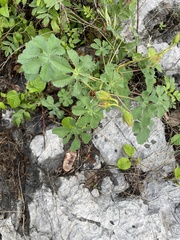 Cochlospermum wrightii