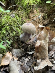 Tylopilus plumbeoviolaceus
