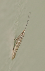 Coleophora therinella