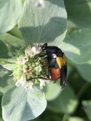 Macrosiagon flavipennis