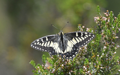 Papilio hospiton