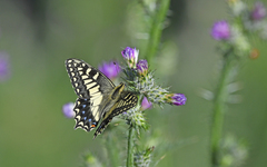 Papilio hospiton