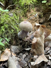 Tylopilus plumbeoviolaceus