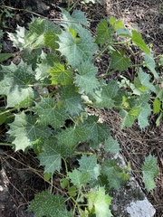 Cnidoscolus angustidens