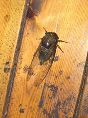 Macrosemia matsumurai