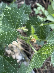 Cnidoscolus angustidens