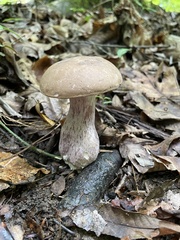 Tylopilus plumbeoviolaceus