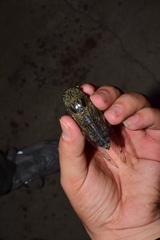 Macrosemia matsumurai