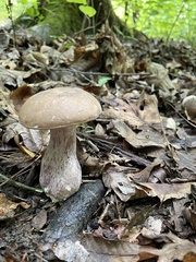 Tylopilus plumbeoviolaceus