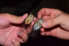 Macrosemia matsumurai