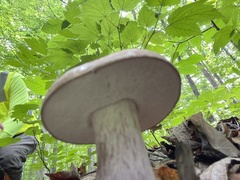 Tylopilus plumbeoviolaceus