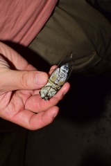 Macrosemia matsumurai