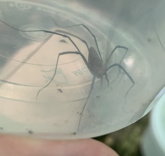 Leiobunum calcar