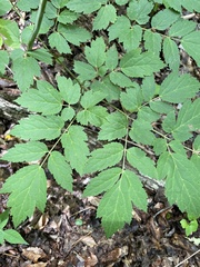 Actaea racemosa