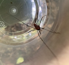 Leiobunum calcar