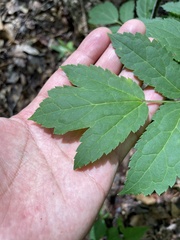 Actaea racemosa