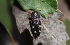Acmaeodera retifera